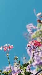 高清实拍粉红色花朵视频的预览图